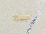 Insect or Lobster Larvae? - Solnhofen Limestone #52950-1